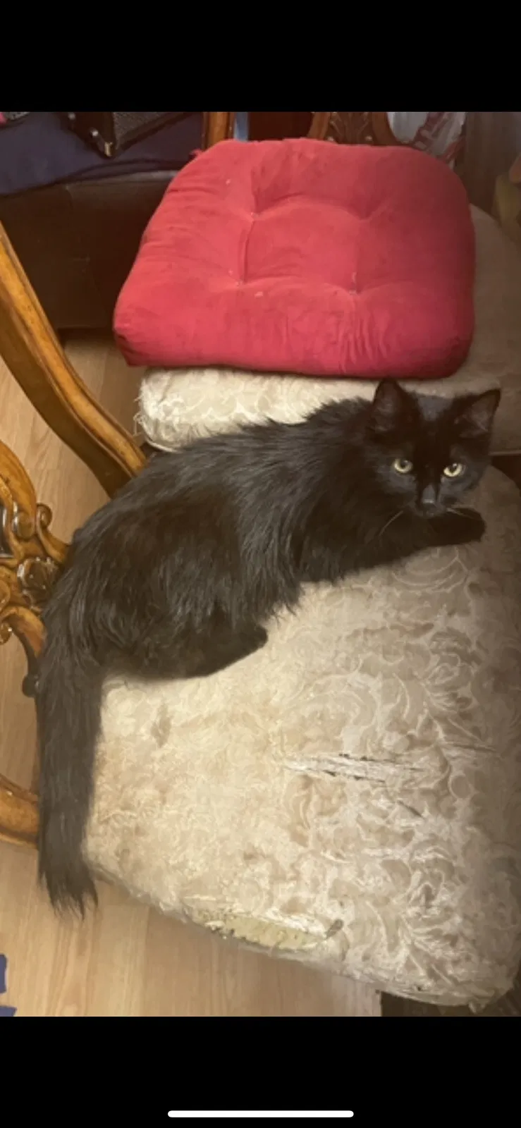 Lost cat in New Port Richey, FL, 34653