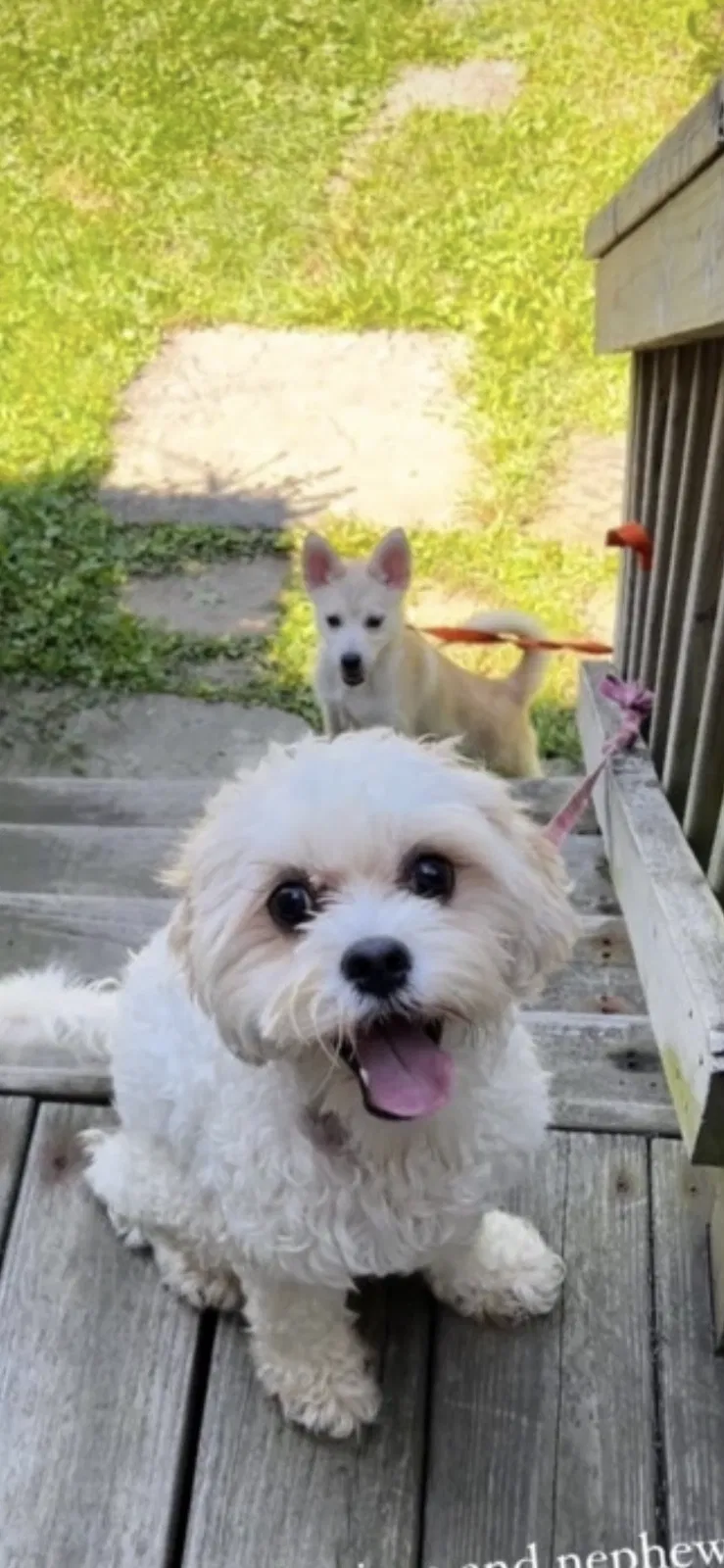 Lost dog in Eastlake, OH, 44095