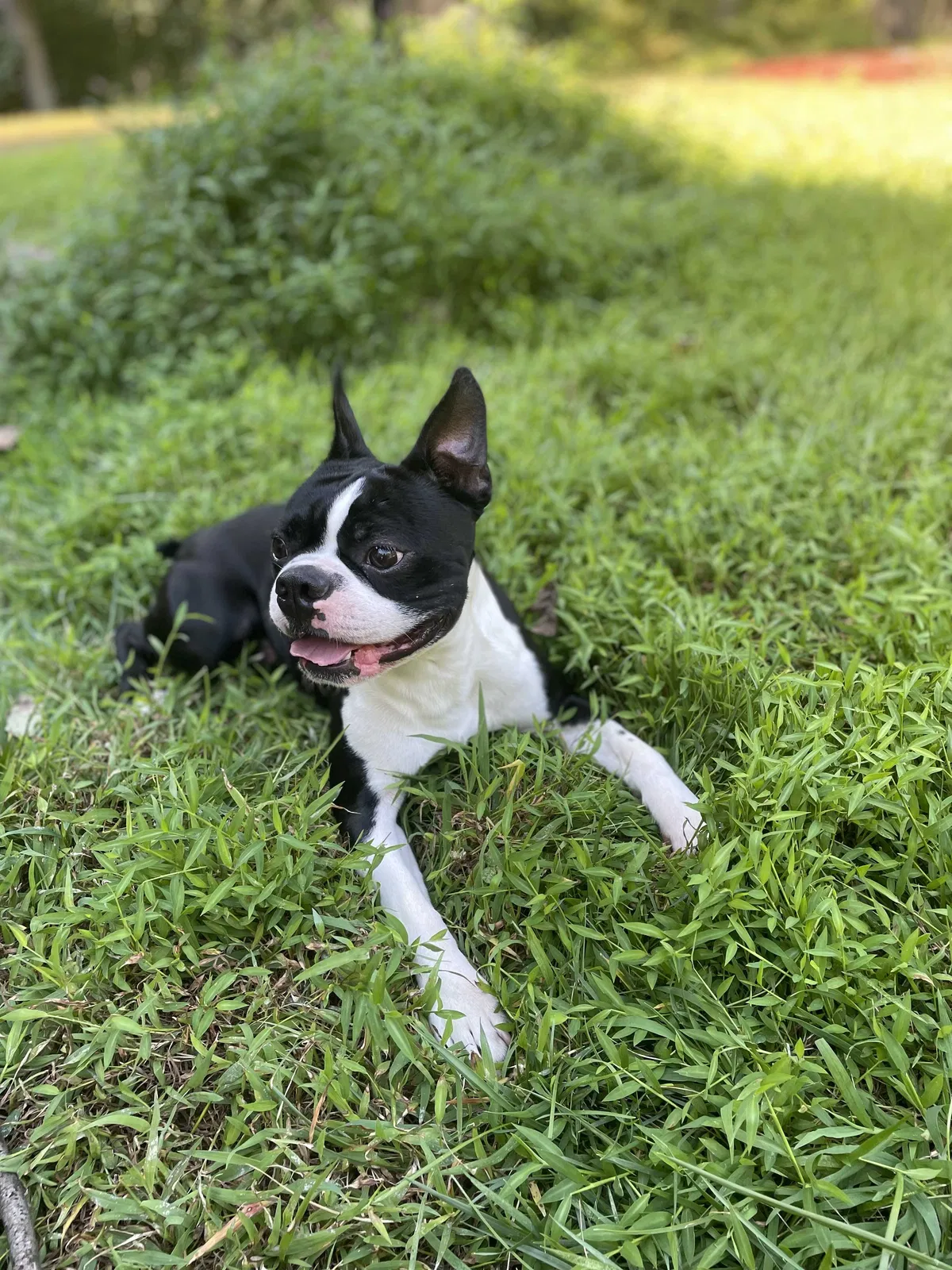 Lost dog in Baltimore, MD, 21201