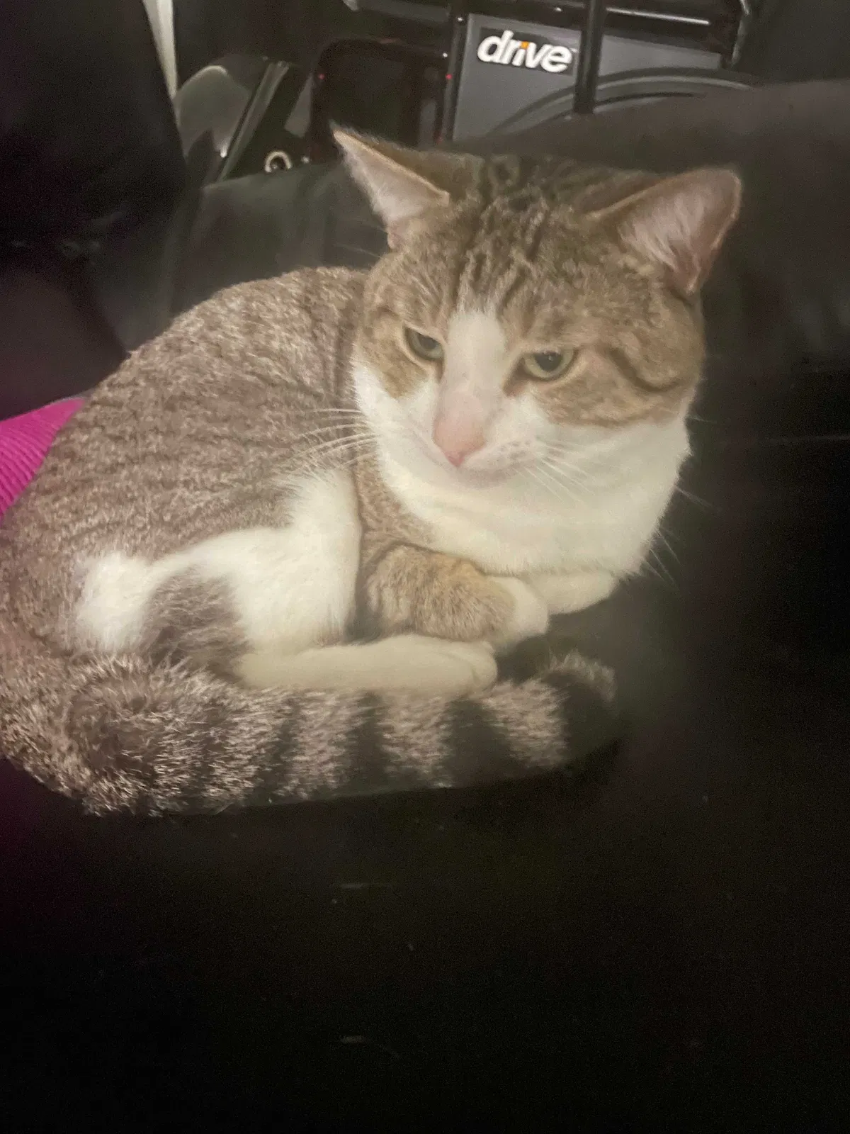 Lost cat in Orlando, FL, 32839