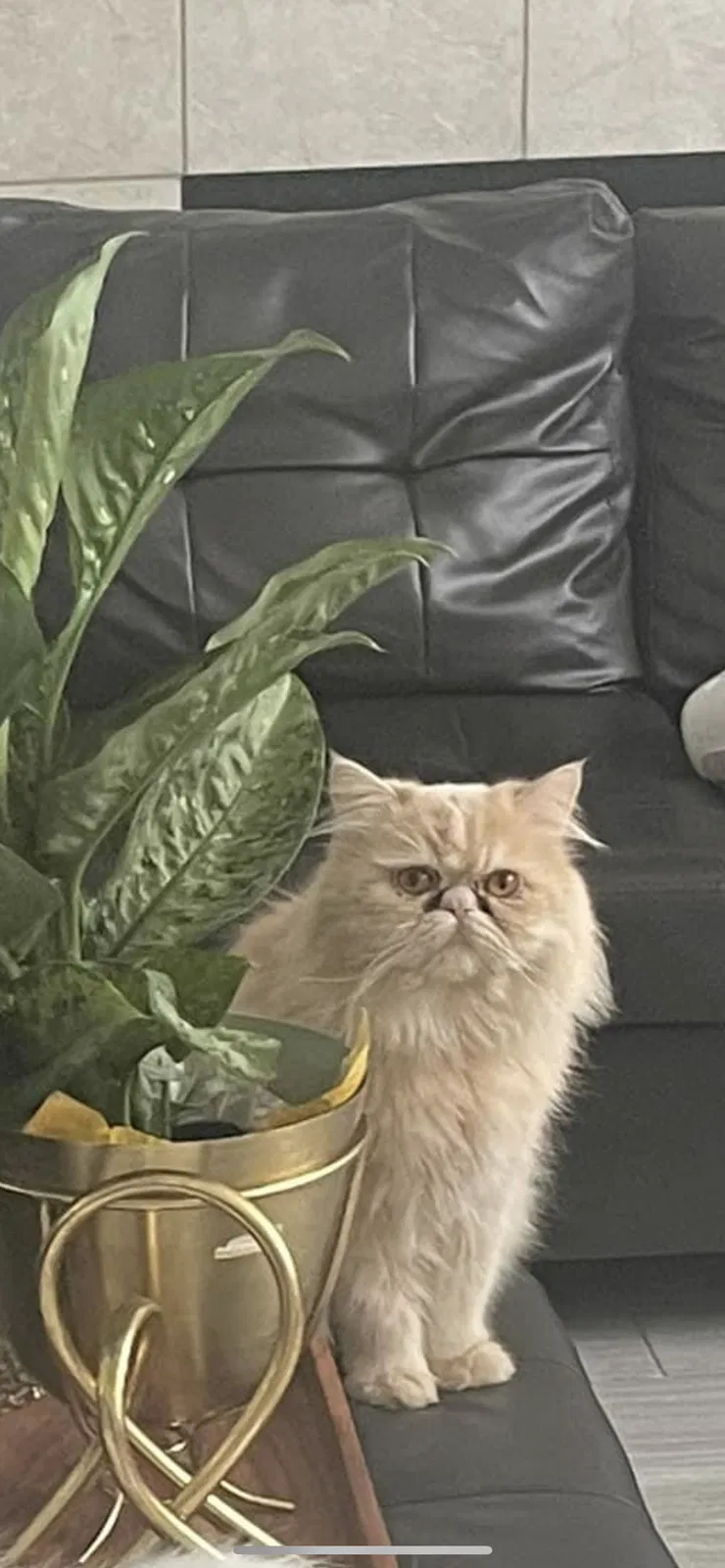 Lost cat in Missouri City, TX, 77459