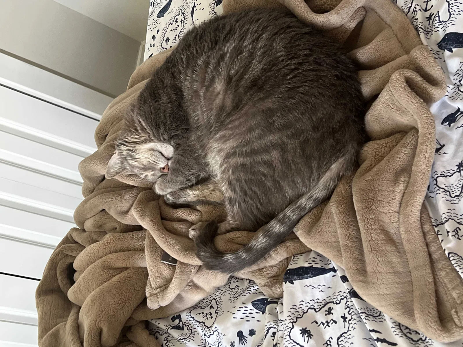 Lost cat in Homestead, PA, 15120