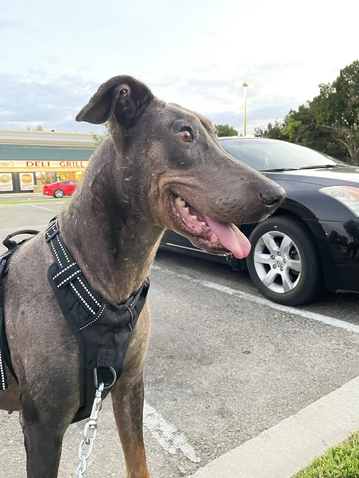 Lost dog in Firebaugh, CA, 93622