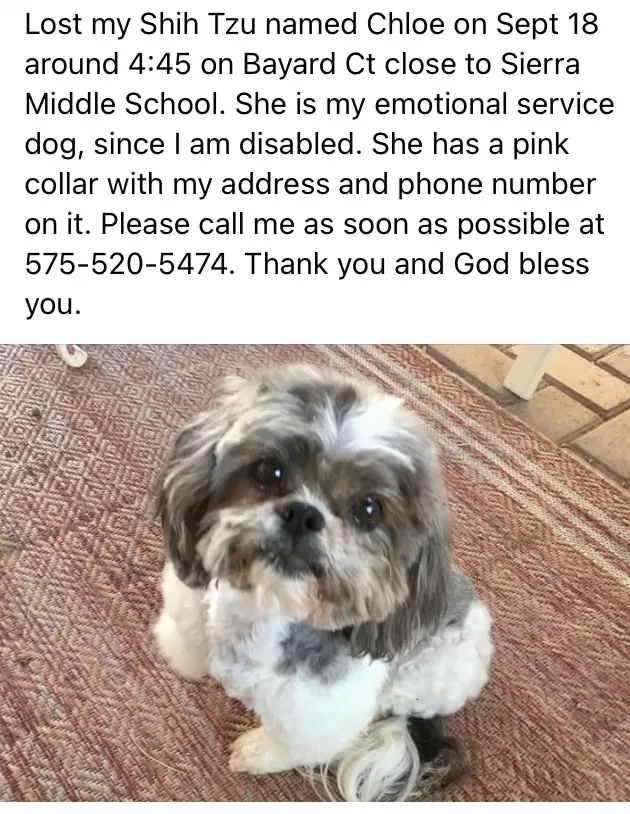 Lost dog in Las Cruces, NM, 88001