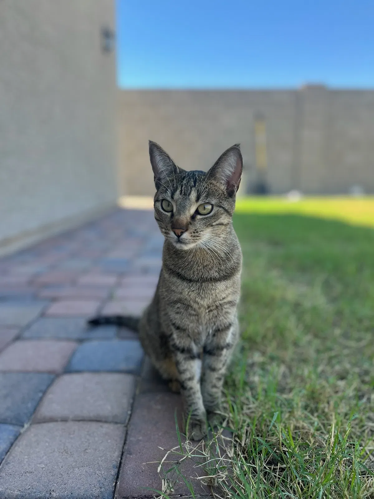 Lost cat in Glendale, AZ, 85307