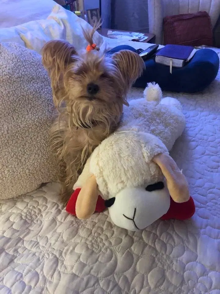 Lost dog in Baltimore, MD, 21217