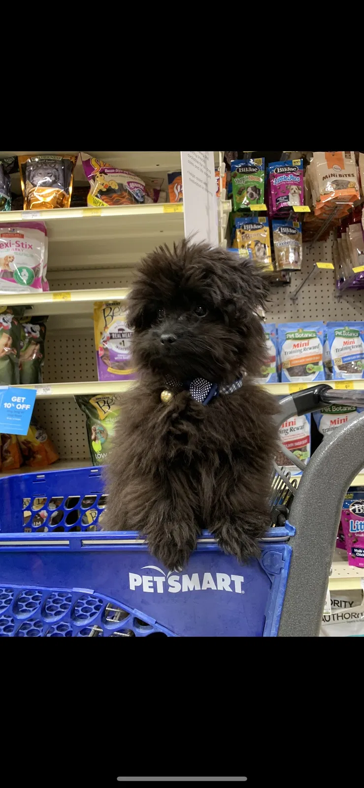 Lost dog in El Paso, TX, 79912