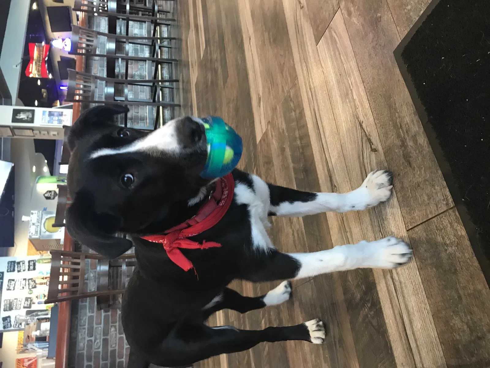 Lost dog in Austin, TX, 78751
