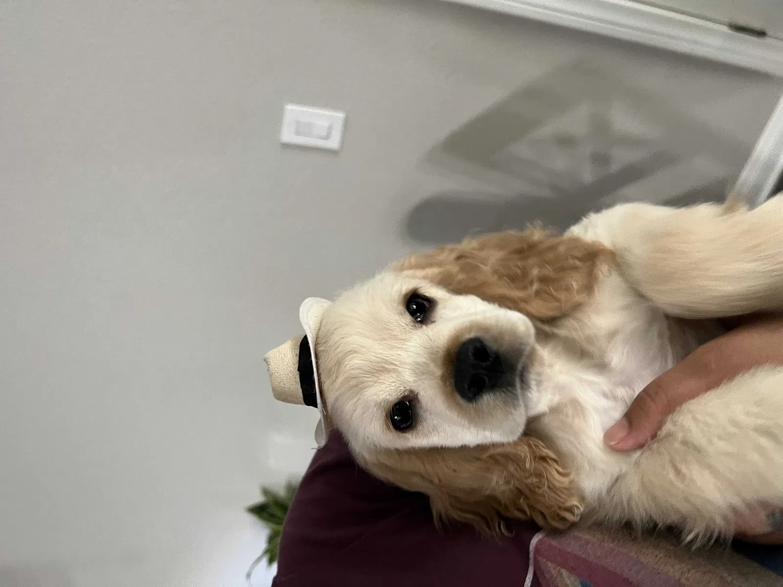 Lost dog in Indio, CA, 92201