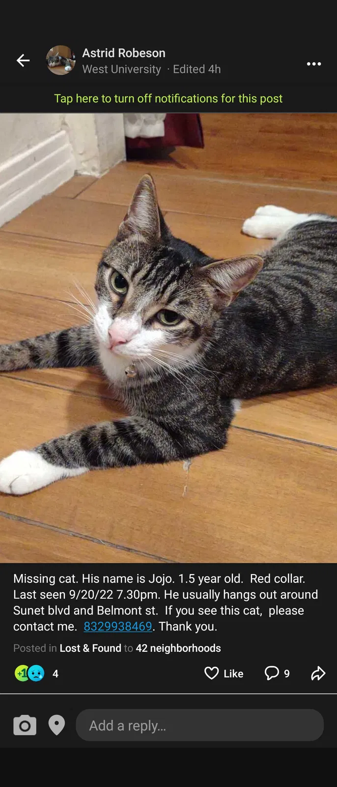 Lost cat in Houston, TX, 77005