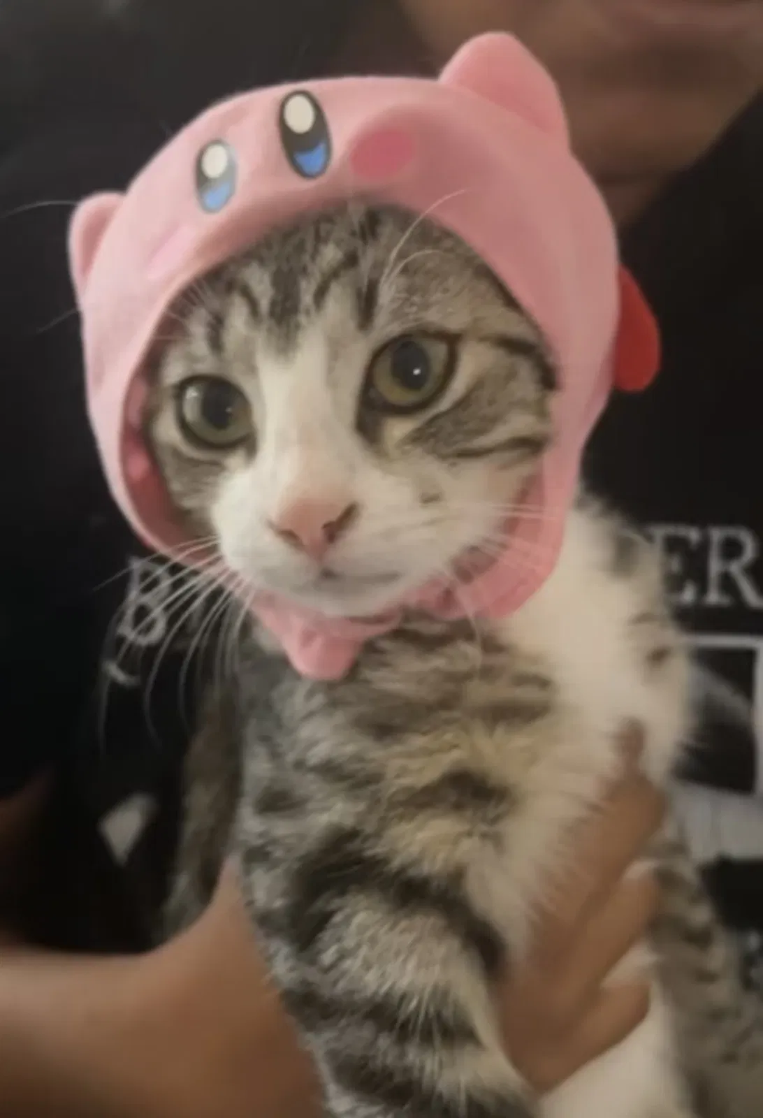 Lost cat in Cypress, TX, 77433