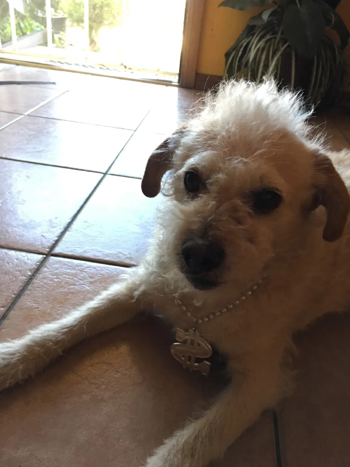 Lost dog in Sylmar, CA, 91342