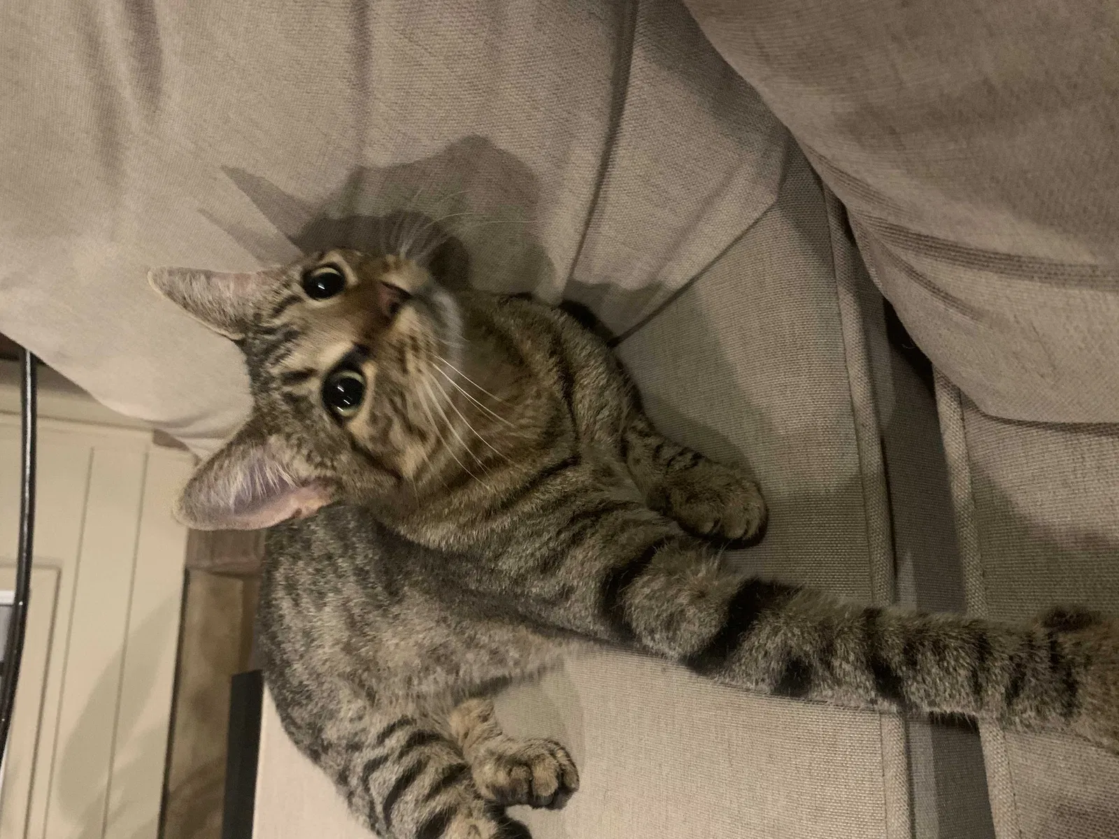 Lost cat in Lafayette, LA, 70503