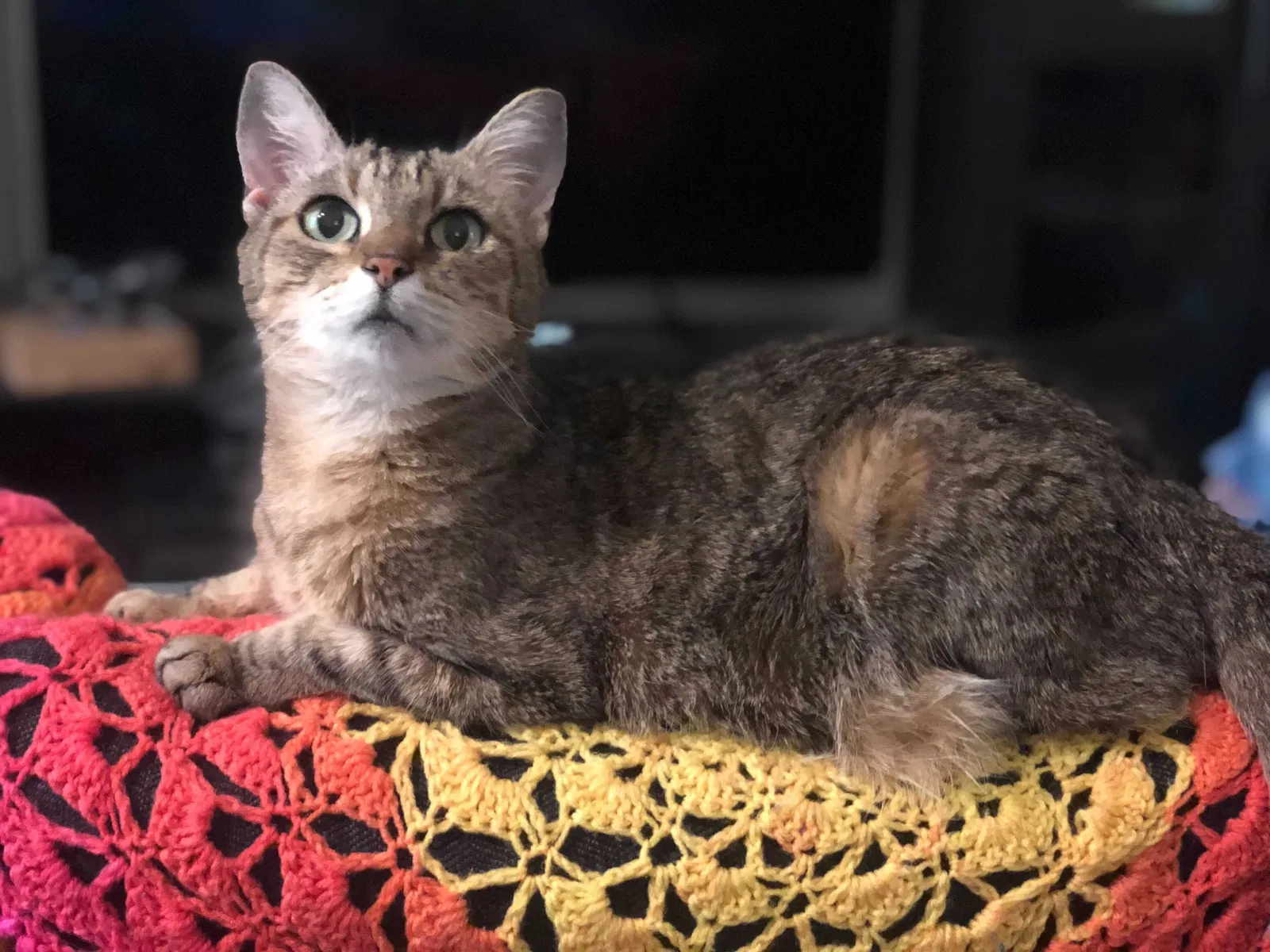 Lost cat in Irvine, CA, 92618