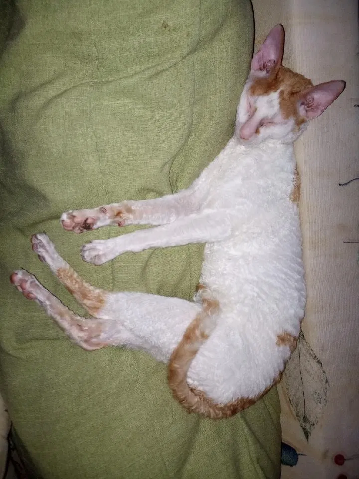 Lost cat in Altadena, CA, 91001