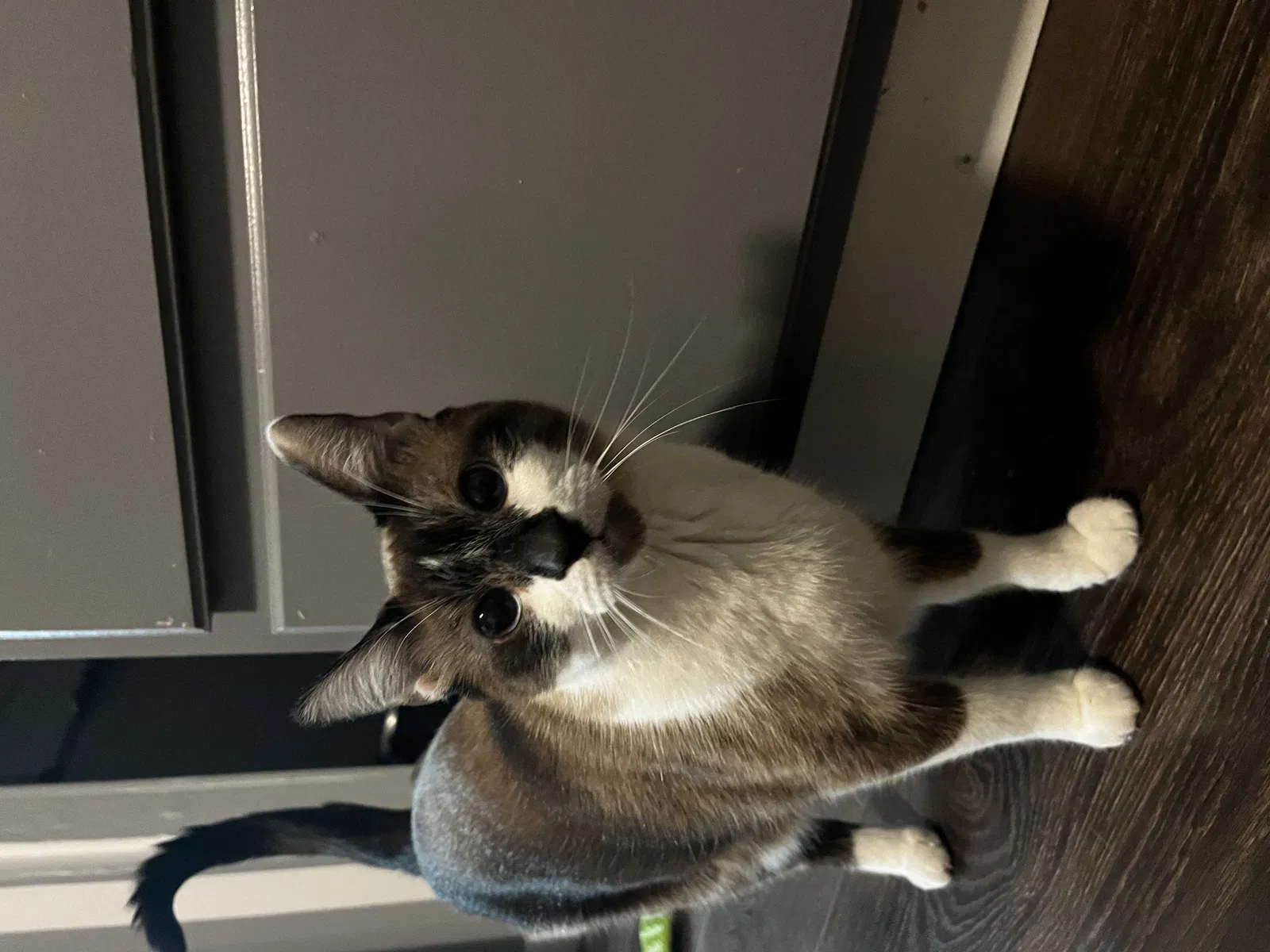 Lost cat in Maryville, TN, 37804