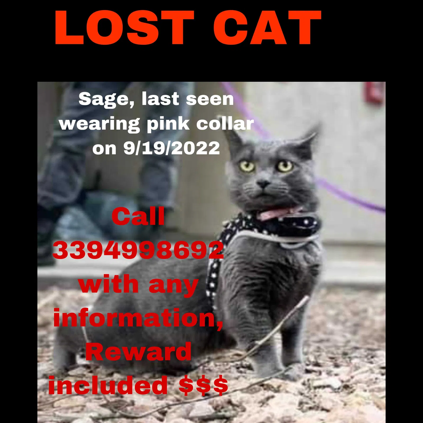 Lost cat in Boise, ID, 83712