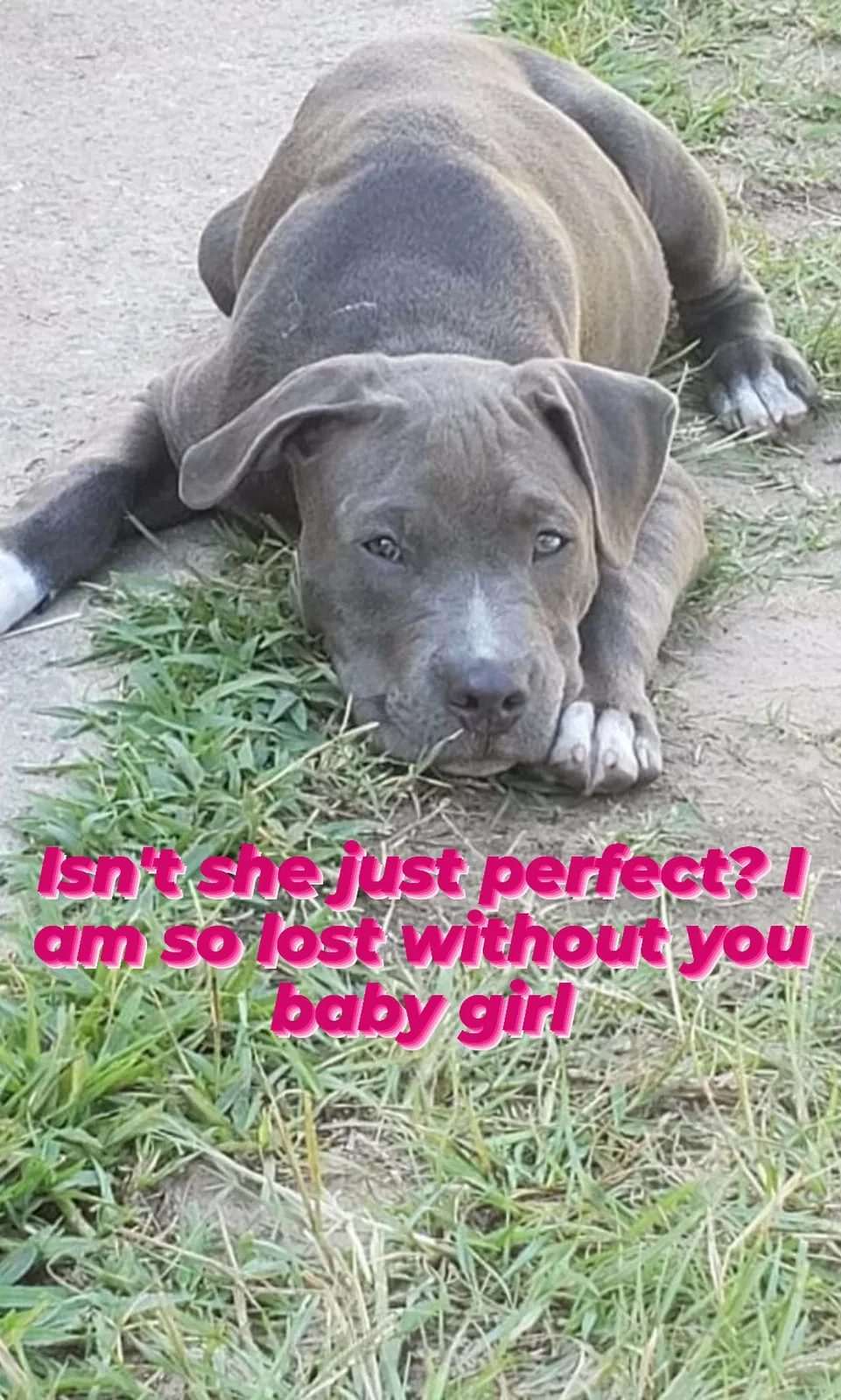 Lost dog in Tallahassee, FL, 32301