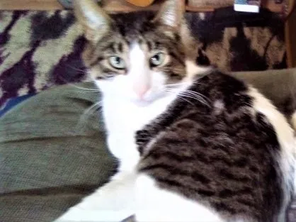 Lost cat in Green Bay, WI, 54302