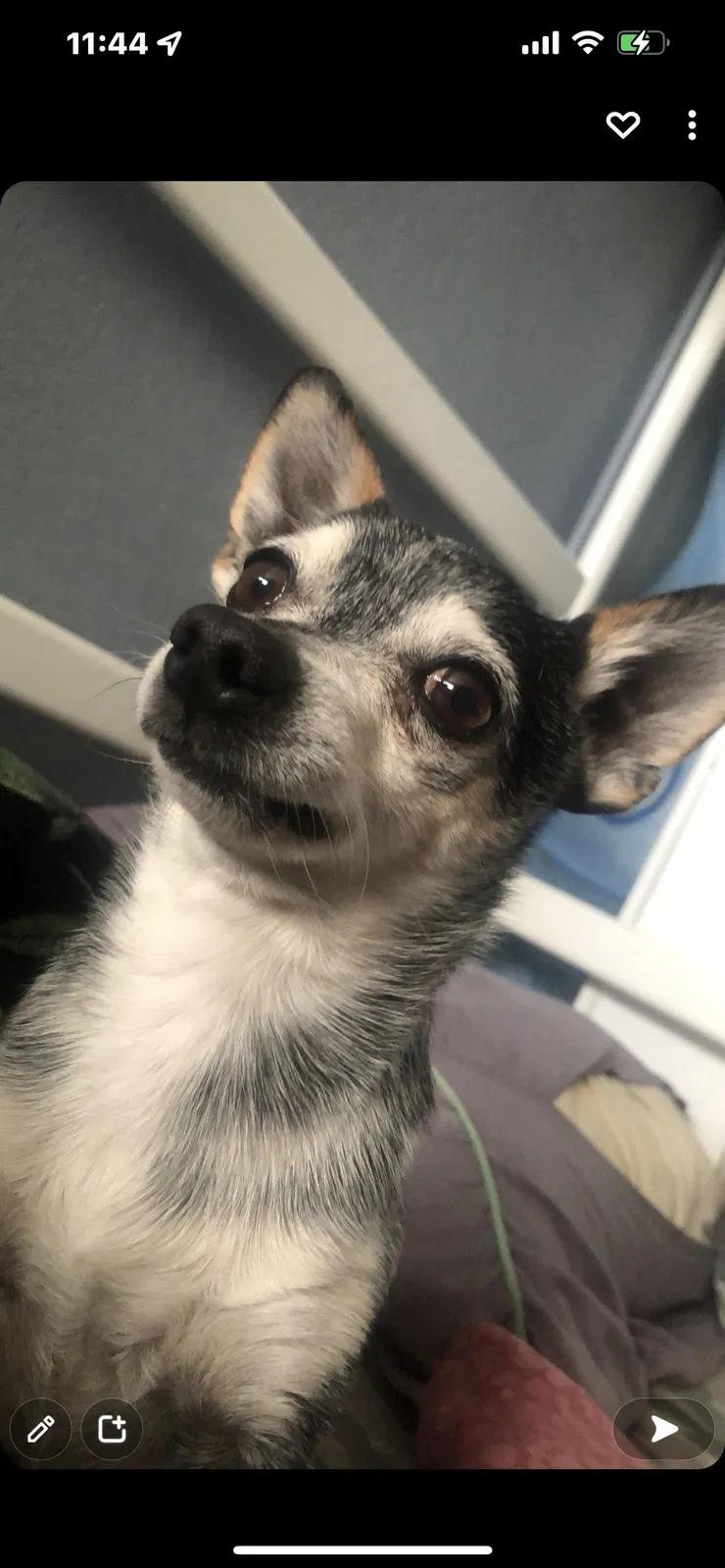 Lost dog in Palmdale, CA, 93551