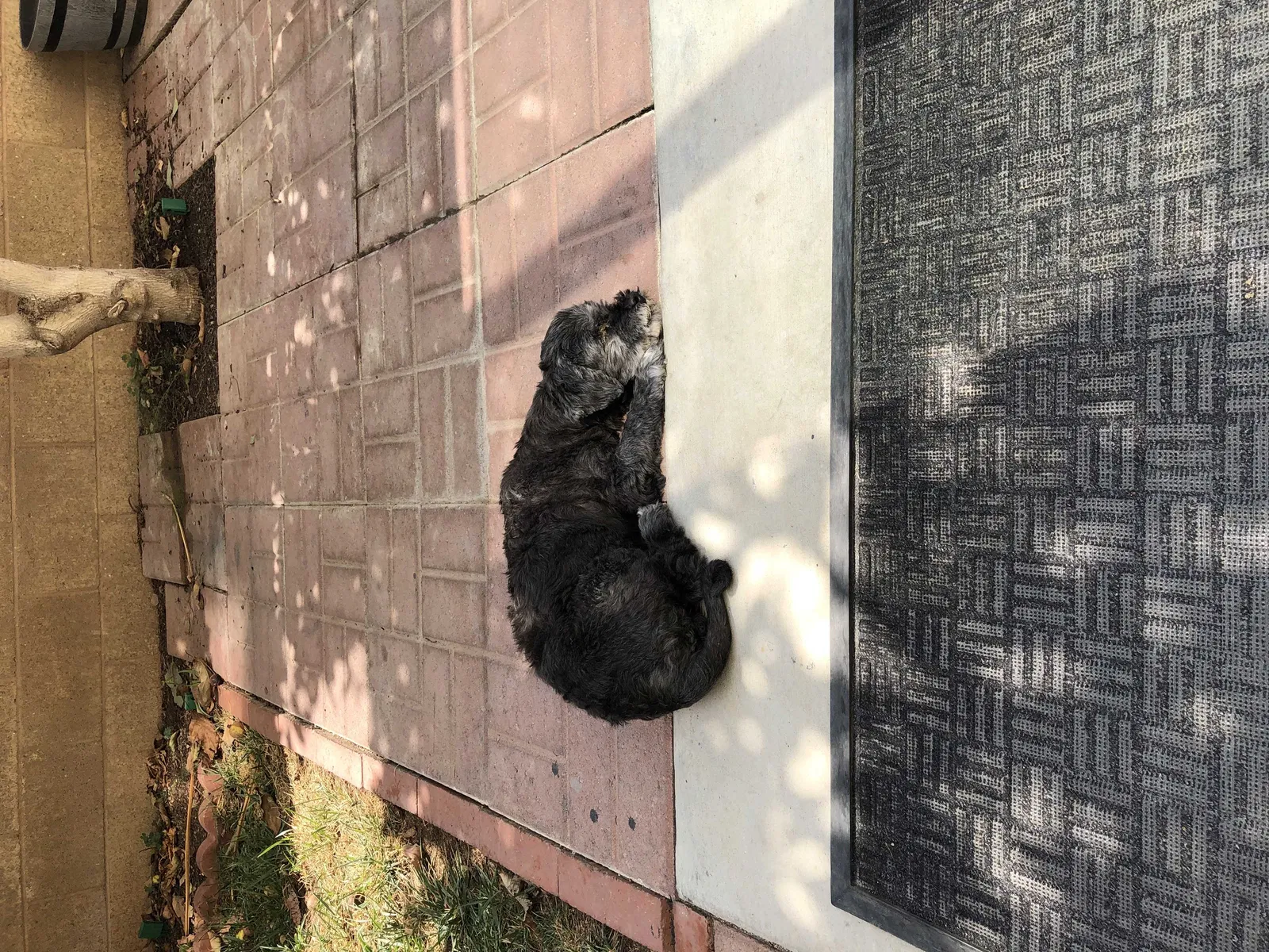 Lost dog in La Habra, CA, 90631