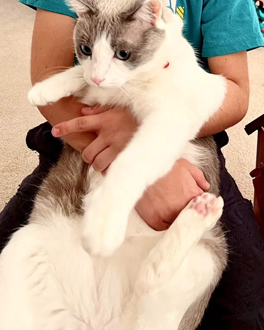 Lost cat in Santa Ana, CA, 92705