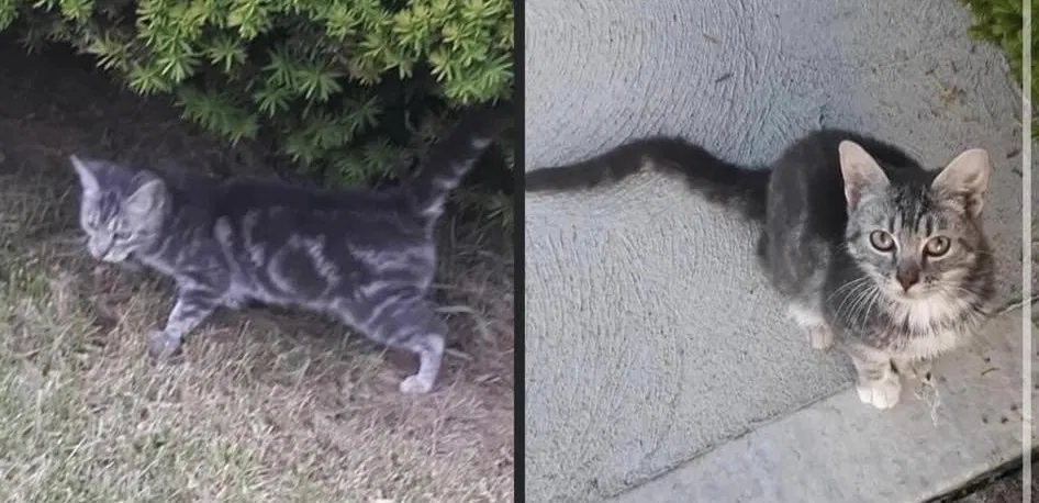 Lost cat in Donora, PA, 15033