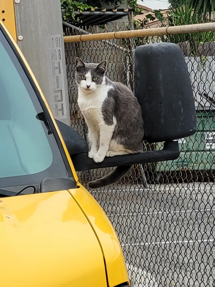 Lost cat in Lomita, CA, 90717