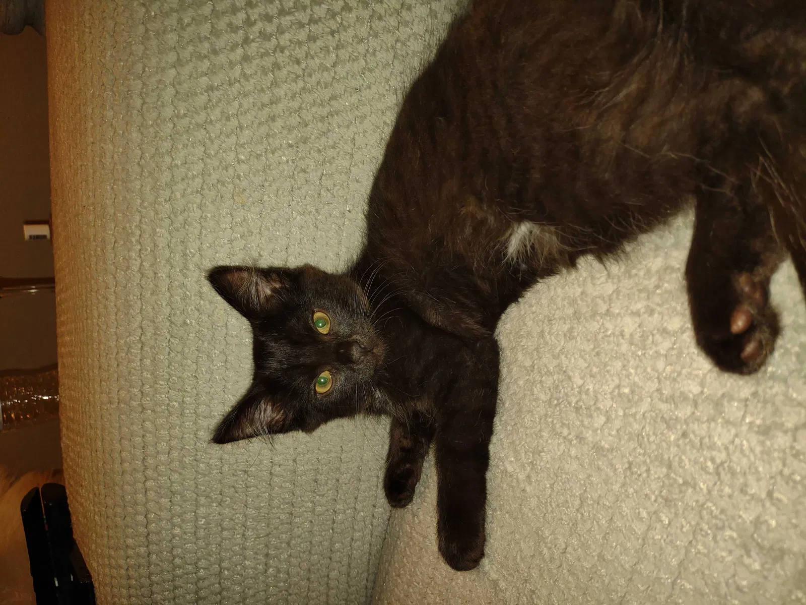 Lost cat in Mantua, OH, 44255