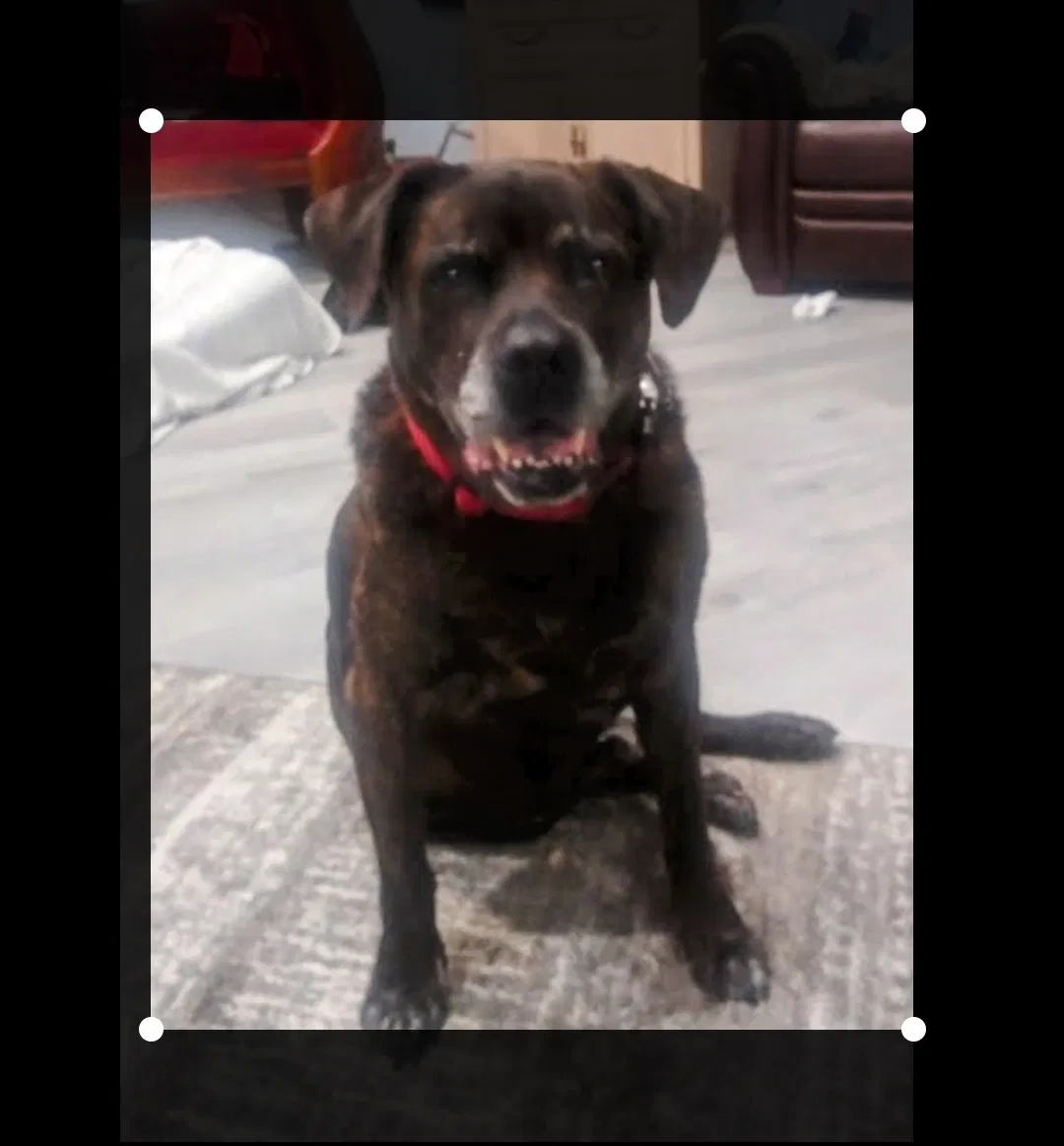 Lost dog in Sarasota, FL, 34232