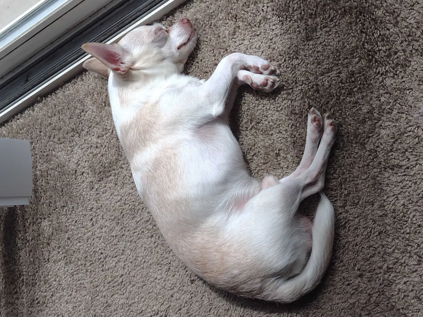 Lost dog in Colorado Springs, CO, 80918