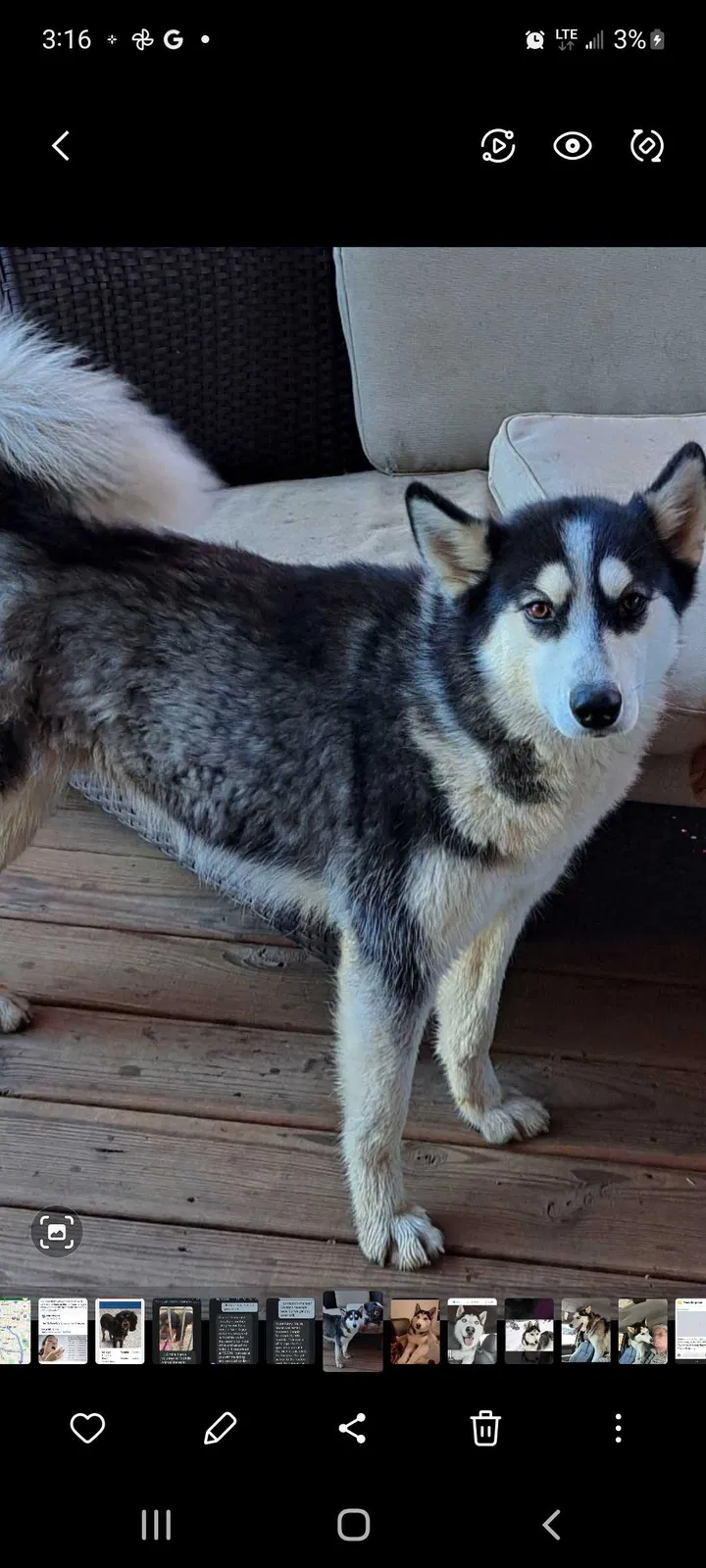 Lost dog in Cripple Creek, CO, 80813