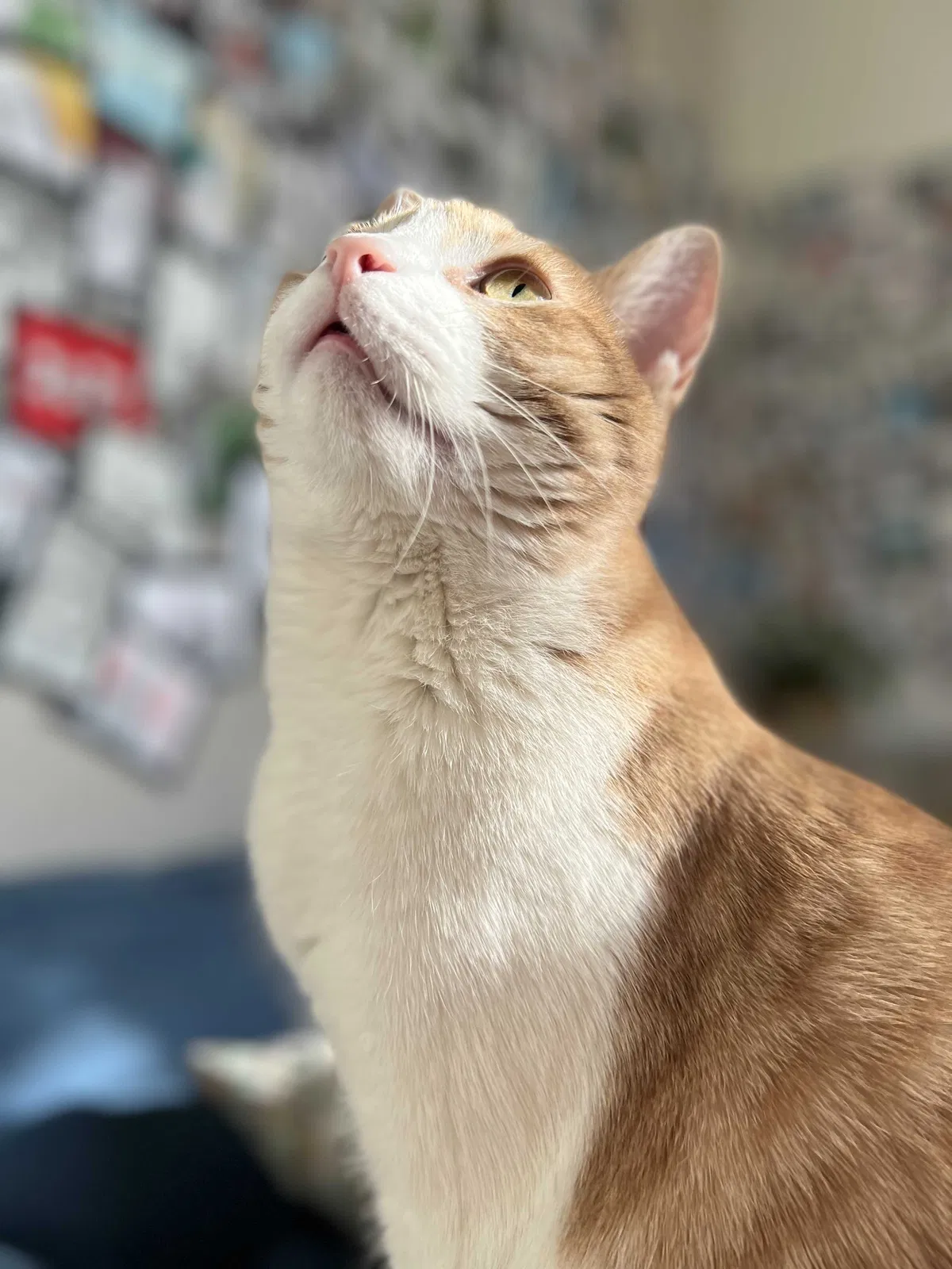 Lost cat in Unknown, TX, 75036