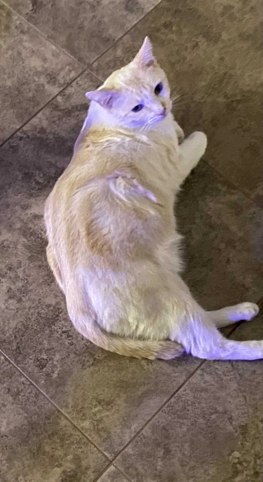 Lost cat in Perris, CA, 92571
