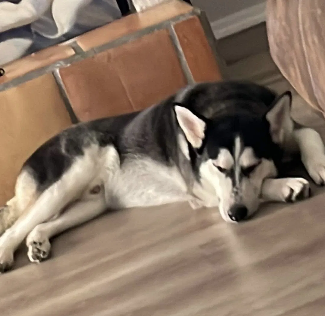 Lost dog in Phoenix, AZ, 85037