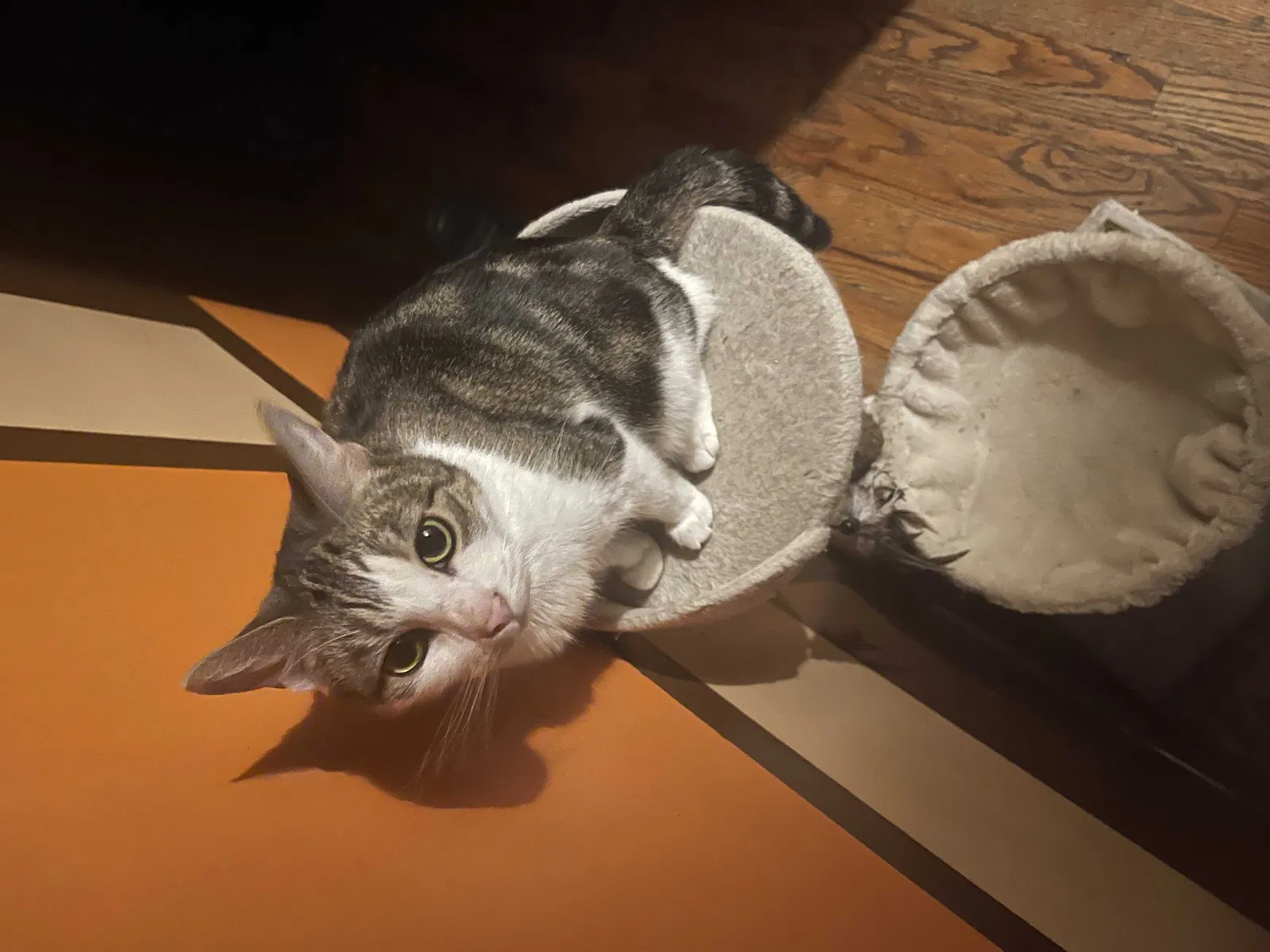 Lost cat in Bronx, NY, 10458