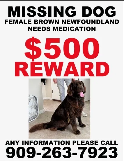 Lost dog in Apple Valley, CA, 92308