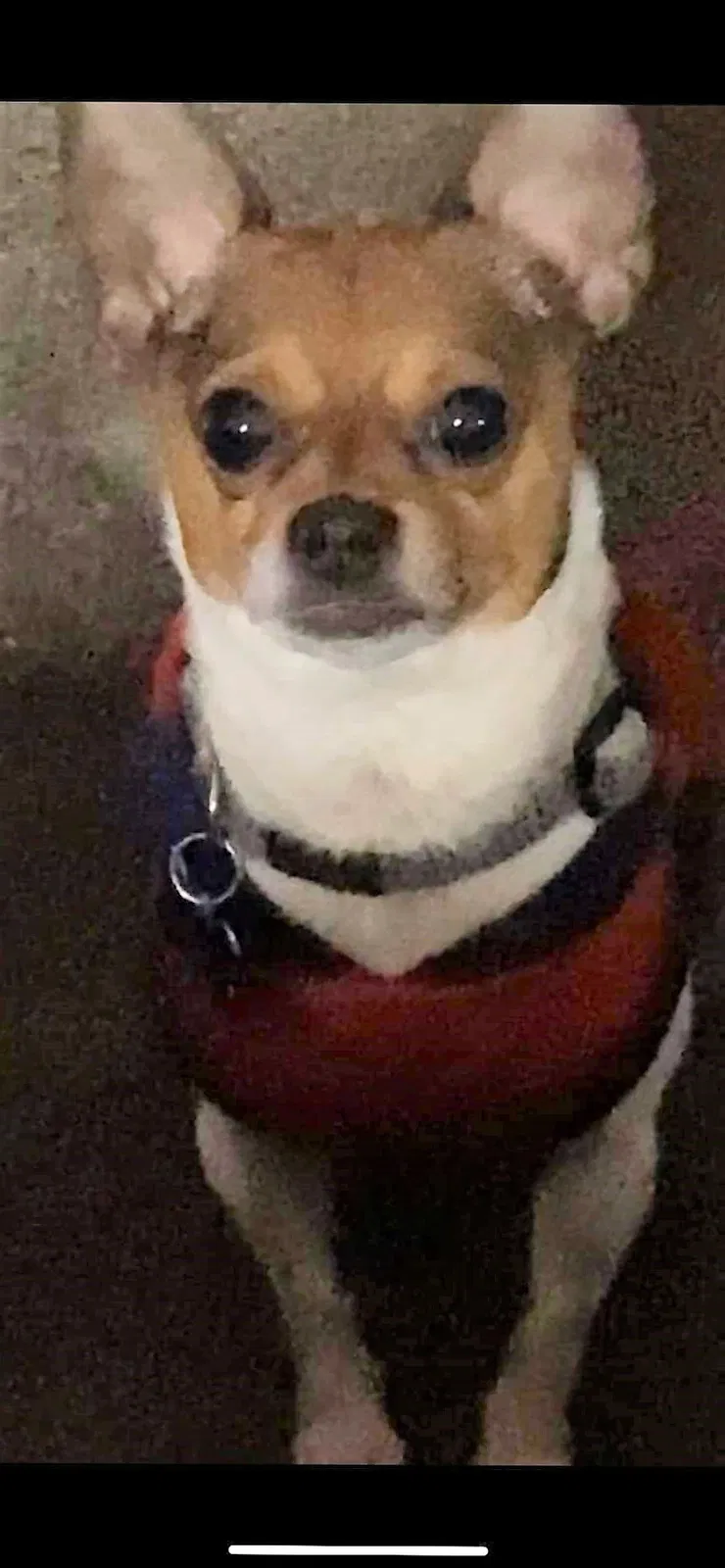 Lost dog in Auburn, WA, 98002