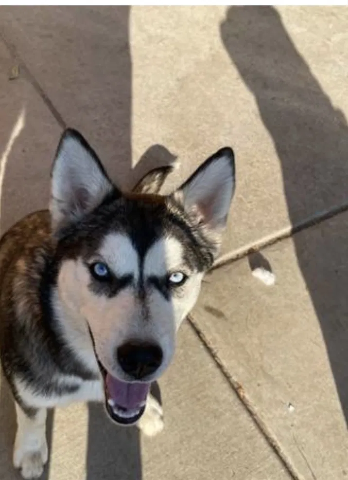 Lost dog in Evergreen, CO, 80437