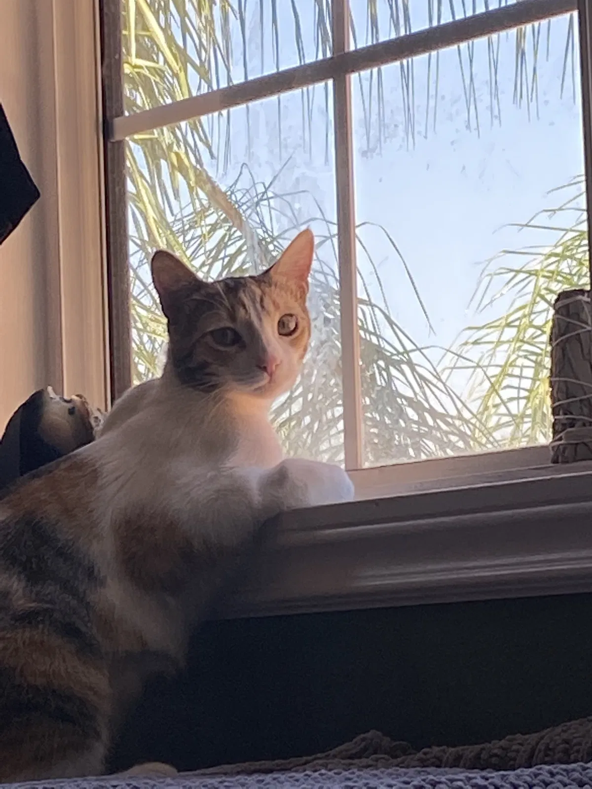 Lost cat in Fontana, CA, 92336