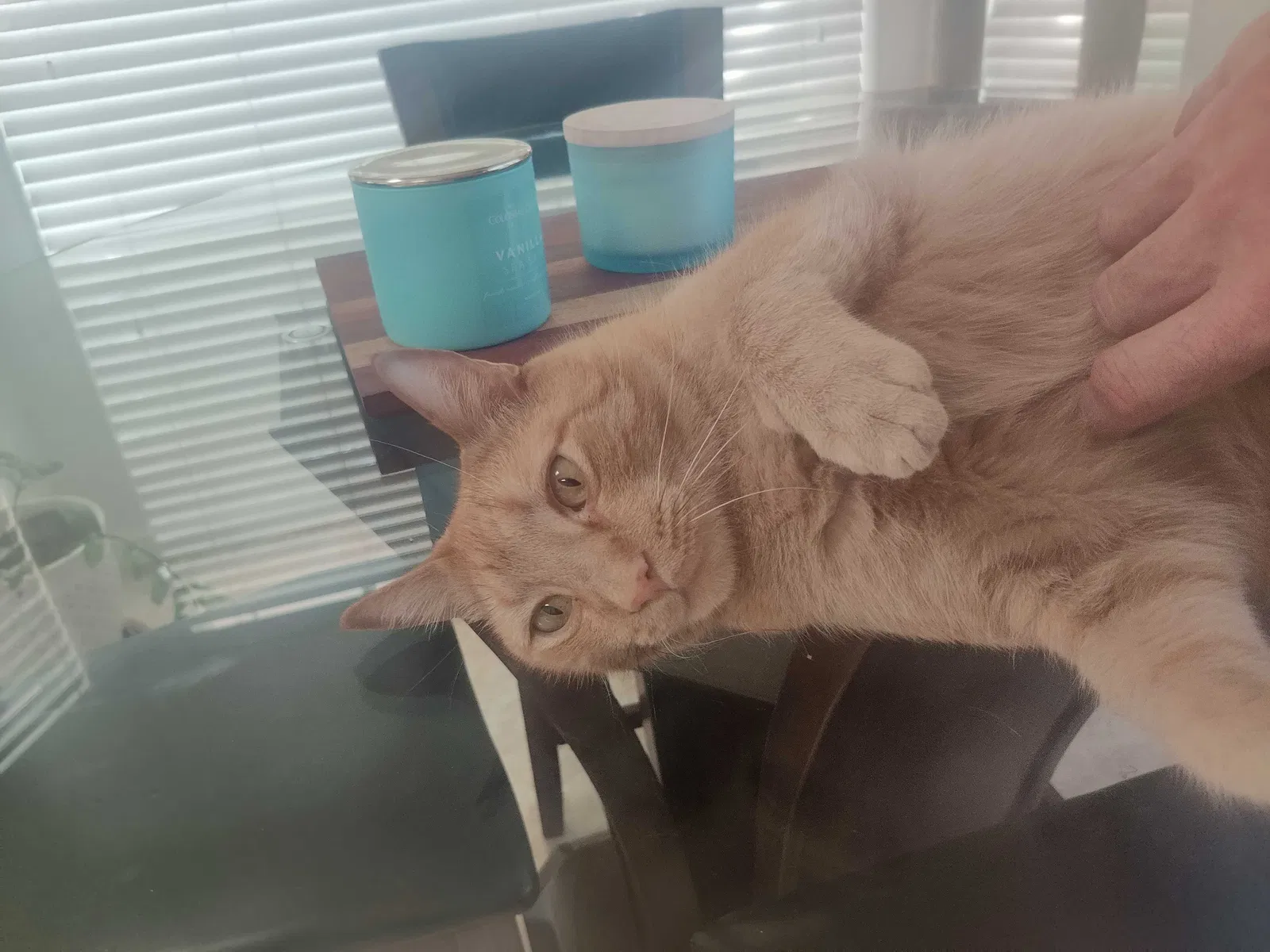 Lost cat in Phoenix, AZ, 85048