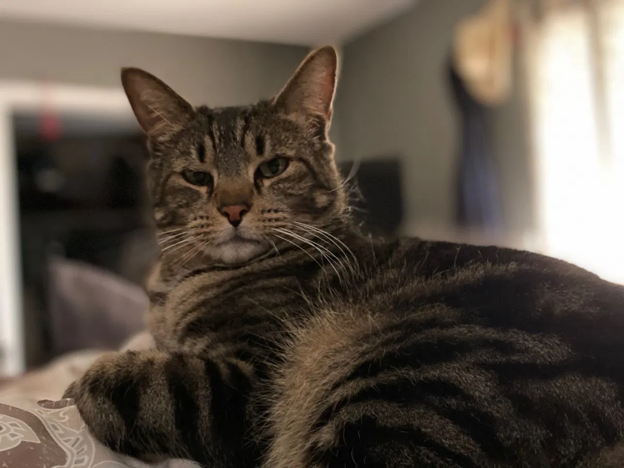 Lost cat in Knoxville, TN, 37934
