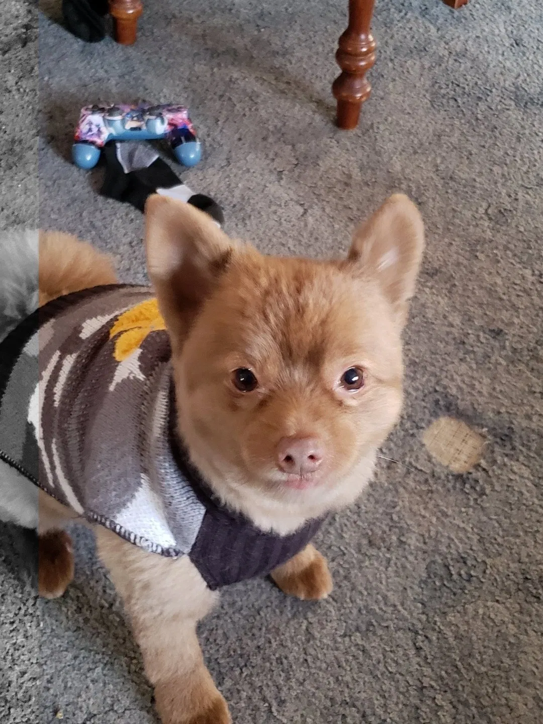 Lost dog in Great Falls, MT, 59405