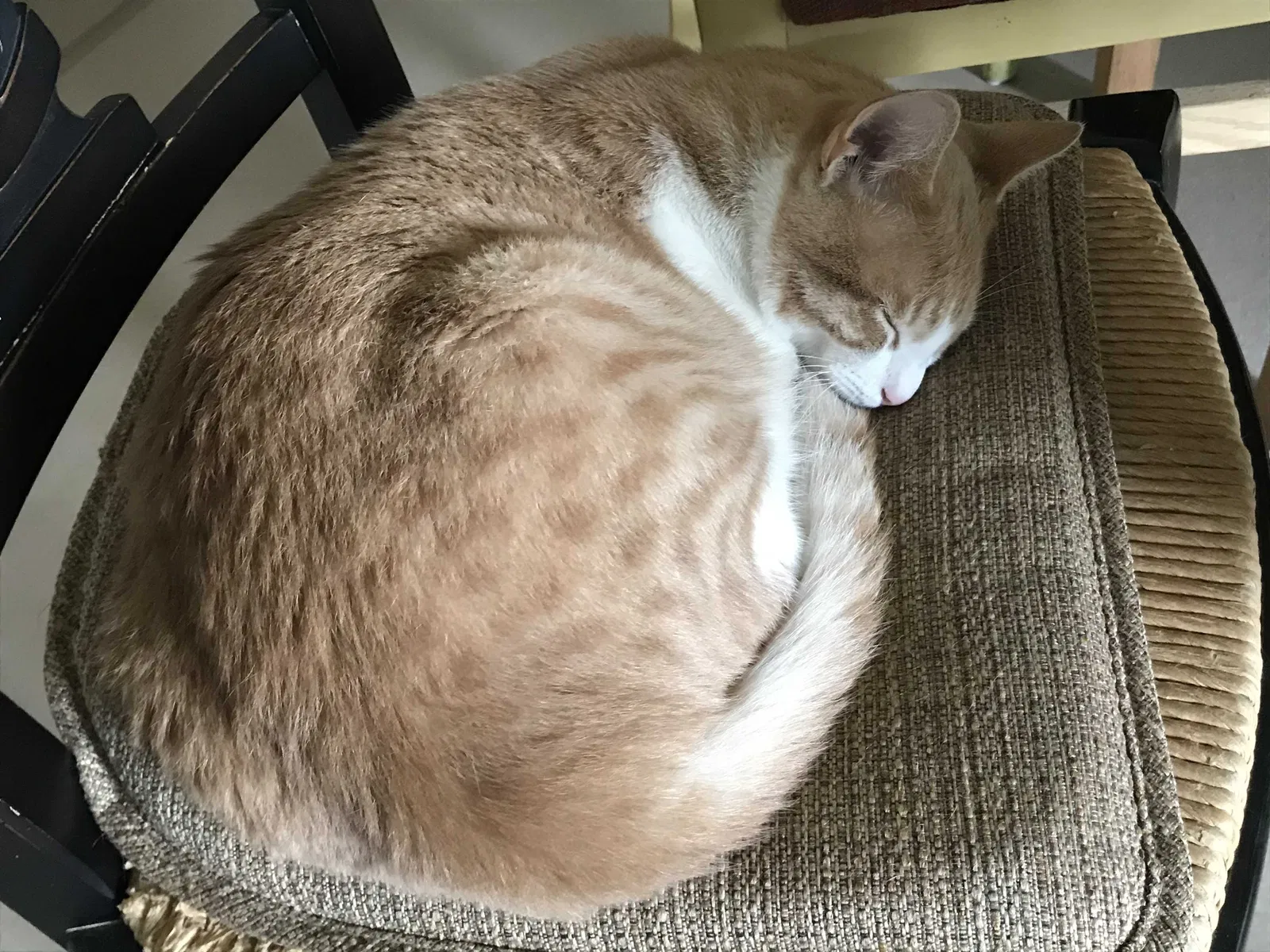 Lost cat in Unknown, TX, 75036
