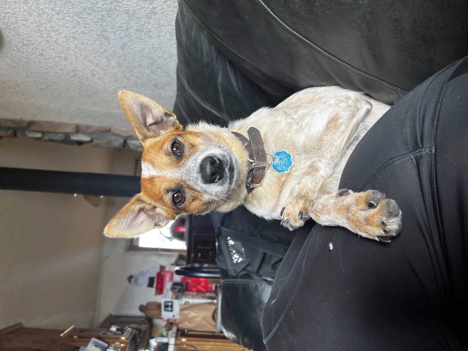 Lost dog in Waxhaw, NC, 28173