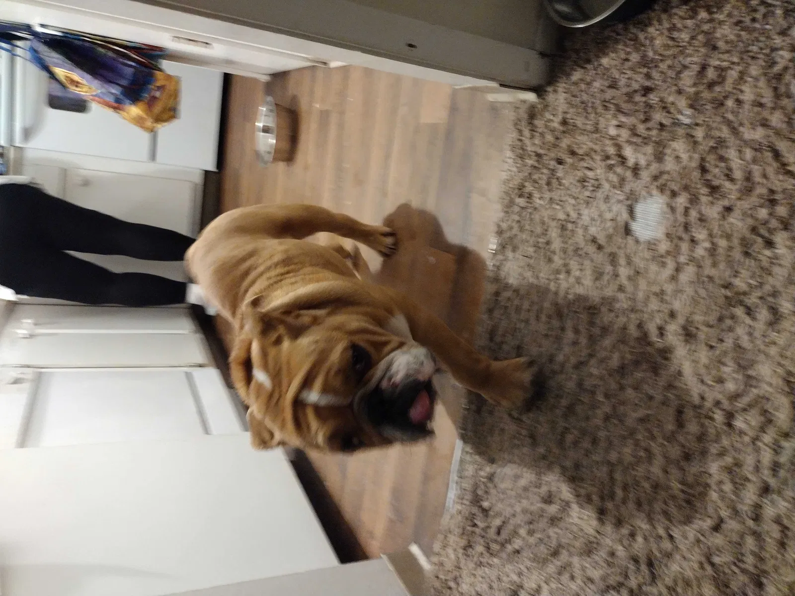 Found dog in Everett, WA, 98204