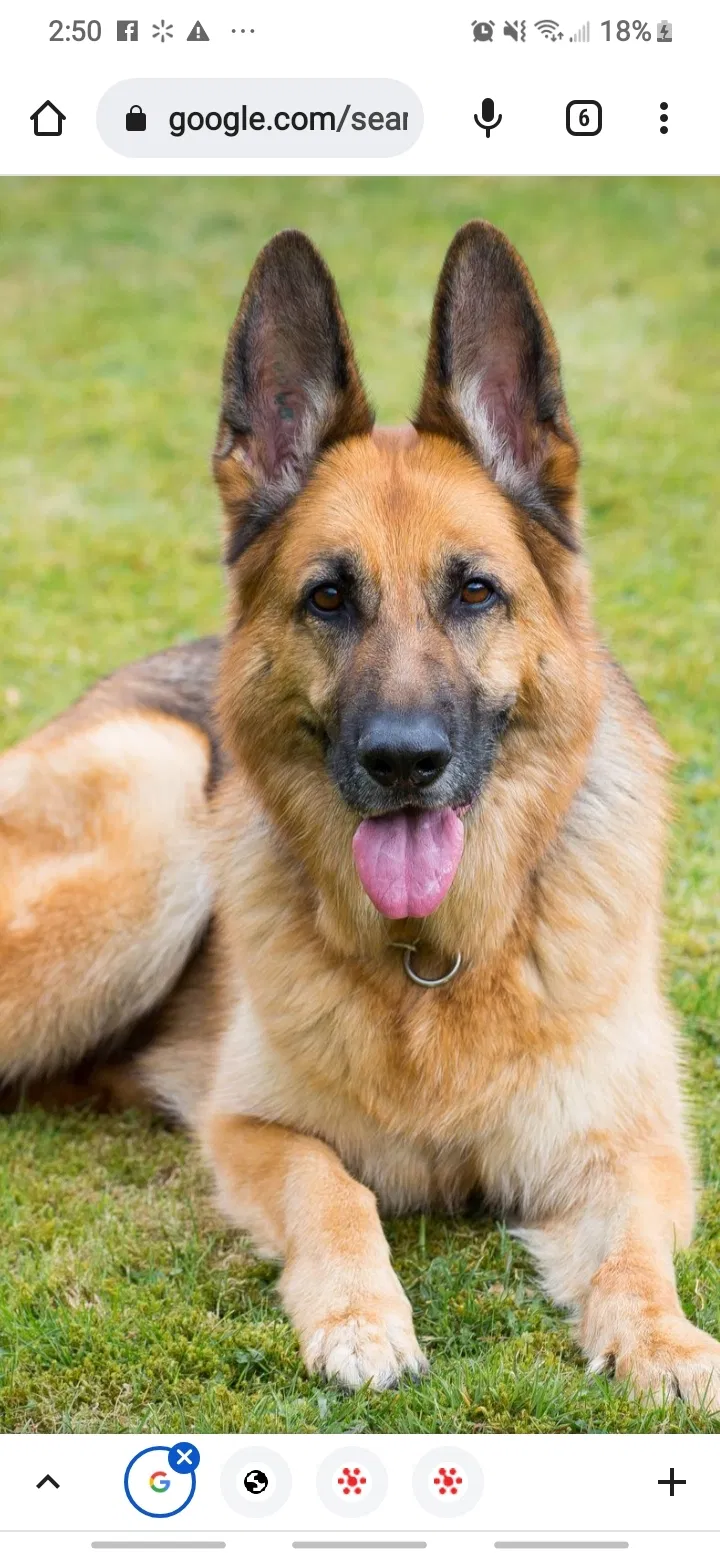 Lost dog in Los Lunas, NM, 87031