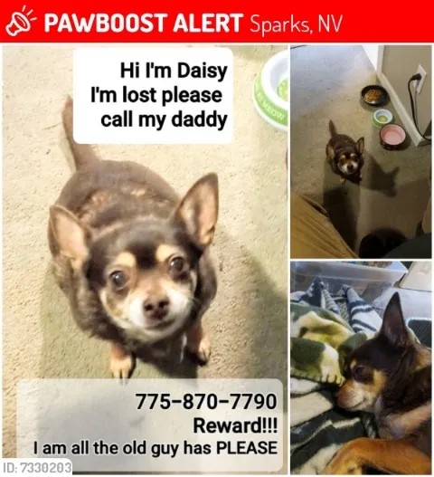 Lost dog in Sparks, NV, 89431