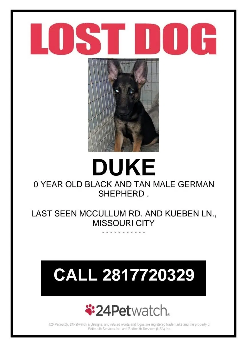Lost dog in Missouri City, TX, 77489