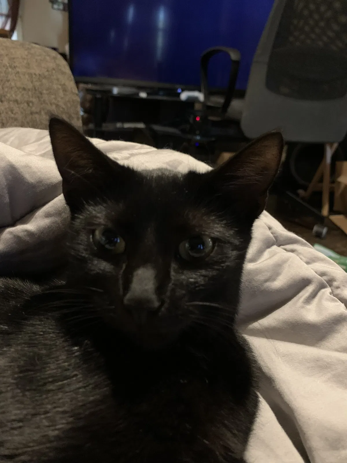 Lost cat in Saint Clair, MO, 63077